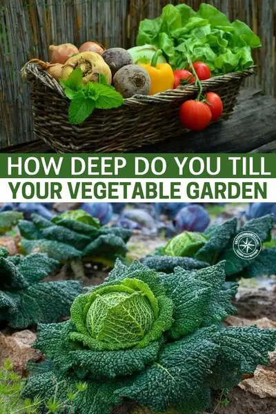 How Deep Do You Till Your Vegetable Garden