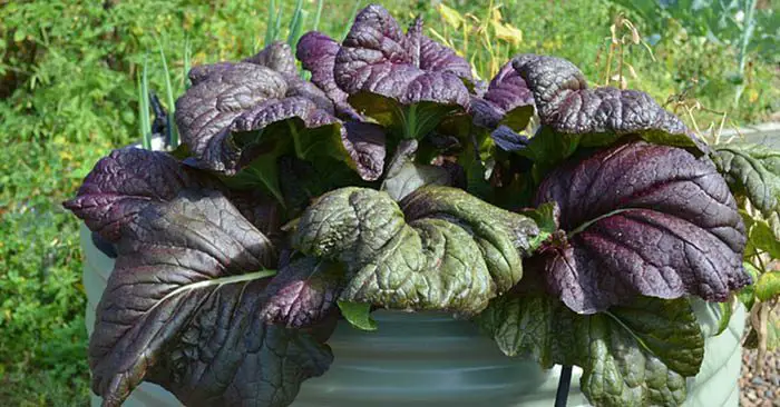 plan your raised bed garden square foot planning your raised bed vegetable garden taking care of raised bed is easy beds plan your raised bed garden square foot planning your raised bed vegetable garden taking care of raised bed is easy beds