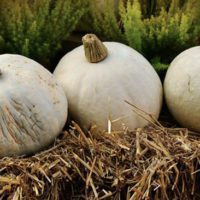 Pros and Cons to Straw Bale Gardening - There are many reasons to try straw bale gardening. Chances are you're reading this now because you either already know why you want to try it, or because you're wondering if it's a good solution for your circumstance.