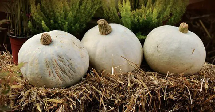 Pros and Cons to Straw Bale Gardening - There are many reasons to try straw bale gardening. Chances are you're reading this now because you either already know why you want to try it, or because you're wondering if it's a good solution for your circumstance.