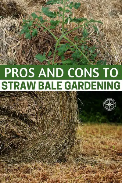 Pros and Cons to Straw Bale Gardening - There are many reasons to try straw bale gardening. Chances are you're reading this now because you either already know why you want to try it, or because you're wondering if it's a good solution for your circumstance.