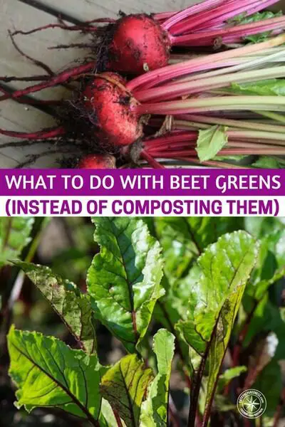 What to do With Beet Greens (Instead of Composting Them) - What do you do with those beet tops? Many people cut them off and throw them into the trash. This article is going to give you the best things you can do with beet tops . There are ways to turn these little leaves into something nice and tasty. You just need to learn the techniques.