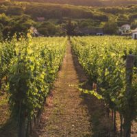 Getting Started in the Homestead Life - If you're stopping by to read this, chances are you've considered&mdash;or maybe already are&mdash;living the homestead life. While we aren't yet homesteaders ourselves,&nbsp;we've talked with homesteaders over the years and&nbsp; are steadily heading in the direction of self sufficiency ourselves.