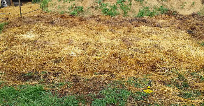 No Work Gardening - Ruth Stout Method - Her method is simple: sow your seeds on top of the soil, spread a thin layer of soil on top of them and then cover your garden area with a thick layer of mulch (she used mainly spoiled straw) and enjoy a healthy crop of vegetables and herbs.