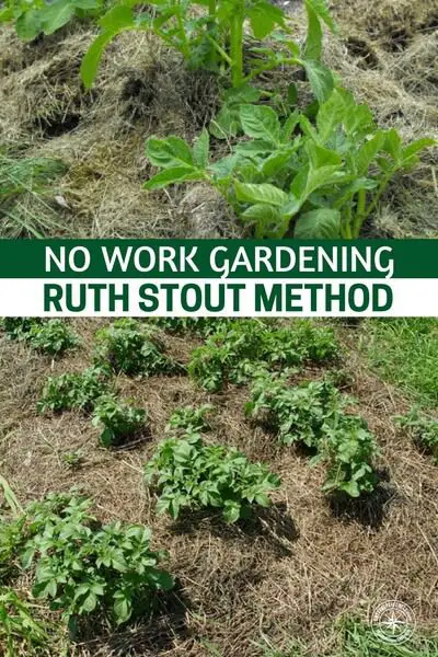 No Work Gardening - Ruth Stout Method - Her method is simple: sow your seeds on top of the soil, spread a thin layer of soil on top of them and then cover your garden area with a thick layer of mulch (she used mainly spoiled straw) and enjoy a healthy crop of vegetables and herbs.