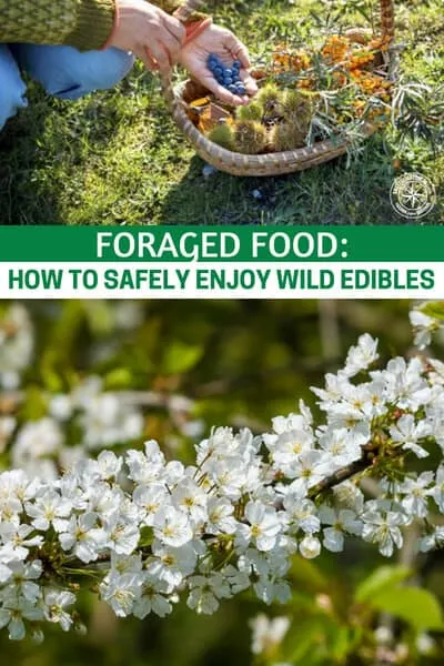 Foraged Food : How to Safely Enjoy Wild Edibles - Beyond just knowing what foods you can eat, you will also have to do the footwork of finding these edibles and trying them! You have to DO if you want to get any good at it.