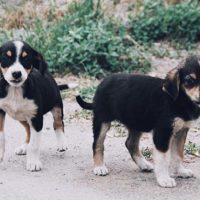 How to Make Your Own DIY First Aid Kit for Your Dog - Every once in a while, you should check your dog’s first aid kit, just in case something is missing or should be replaced, such as expired medication. You have to be ready at all time, so make sure to thoroughly go through the kit!