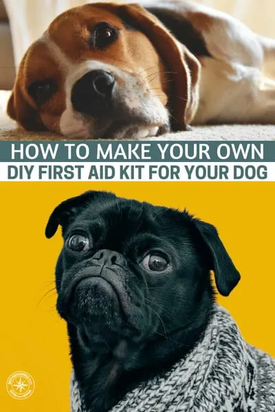 How to Make Your Own DIY First Aid Kit for Your Dog - Every once in a while, you should check your dog’s first aid kit, just in case something is missing or should be replaced, such as expired medication. You have to be ready at all time, so make sure to thoroughly go through the kit!