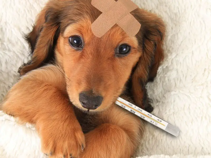 Dog with thermometer in its mouth