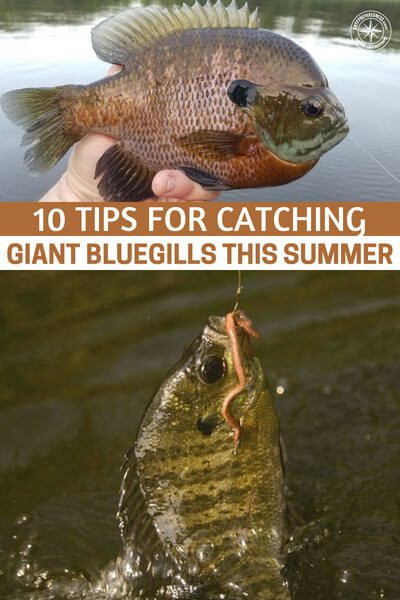 10 Tips for Catching Giant Bluegills This Summer - This article will teach you 10 tips for catching giant bluegills in the summer. Never understate that skill that you may have learned back on those old county roads.