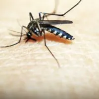 3 Homemade Mosquito Traps That Are Dirt-Cheap - This is an article about 3 homemade mosquito traps that are dirt cheap. These are very important, not just for you today but also for the days to come.