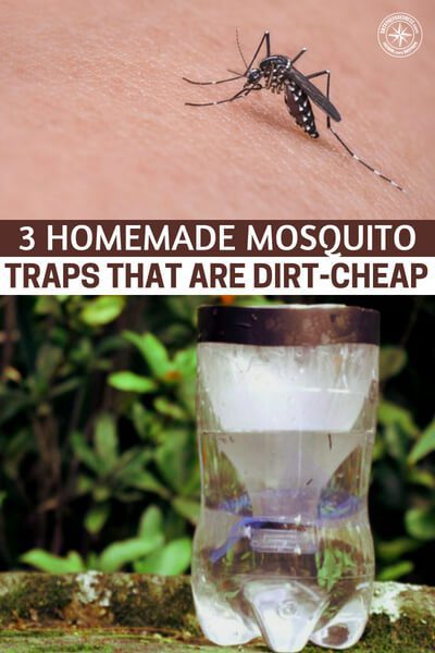 3 Homemade Mosquito Traps That Are Dirt-Cheap - This is an article about 3 homemade mosquito traps that are dirt cheap. These are very important, not just for you today but also for the days to come.