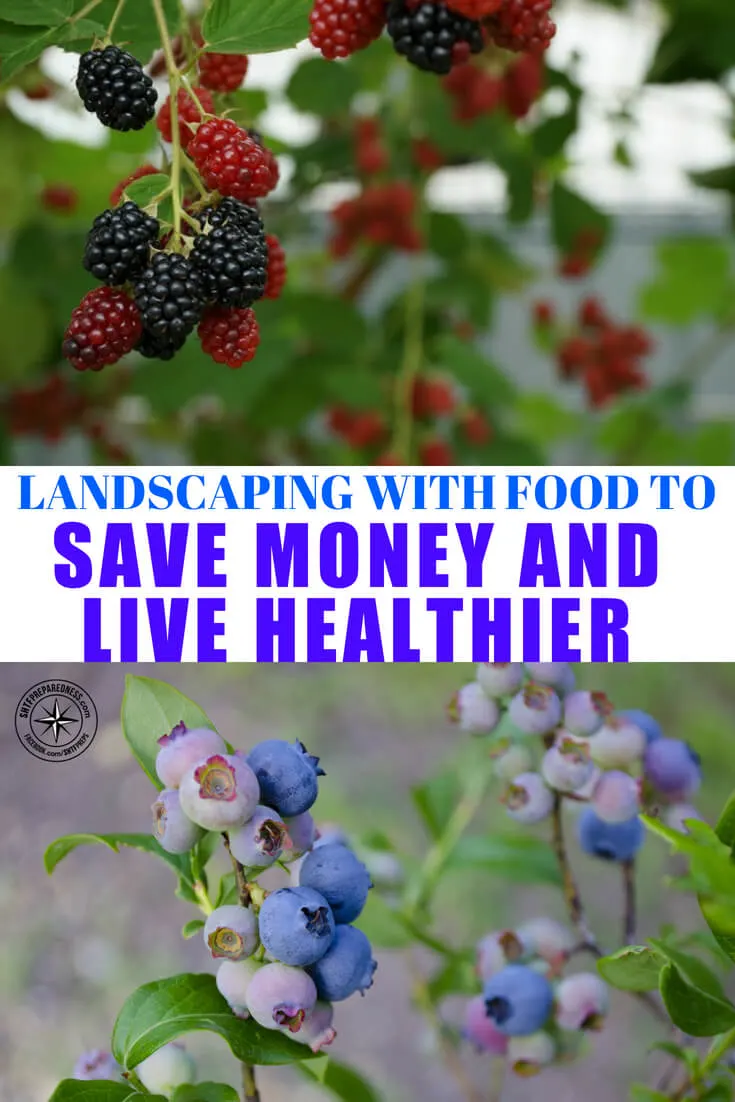 Landscaping With Food To Save Money And Live Healthier -- It's easy to go crazy buying flowers and shrubs to add beauty to your landscape. Curb appeal is important, especially if you're planning to sell your home.  But by landscaping with food you can have a bit of both worlds: a beautiful lawn and food for the family.