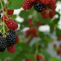 Landscaping With Food To Save Money And Live Healthier -- It's easy to go crazy buying flowers and shrubs to add beauty to your landscape. Curb appeal is important, especially if you're planning to sell your home.&nbsp; But by landscaping with food you can have a bit of both worlds: a beautiful lawn and food for the family.