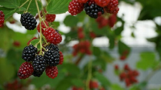 Landscaping With Food To Save Money And Live Healthier -- It's easy to go crazy buying flowers and shrubs to add beauty to your landscape. Curb appeal is important, especially if you're planning to sell your home.  But by landscaping with food you can have a bit of both worlds: a beautiful lawn and food for the family.