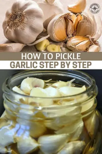 How to Pickle Garlic Step by Step - Garlic is a powerhouse of nutrients and you can increase its staying power by pickling it. This article is a step by step guide to doing just that. Enjoy this collection of the very best ways to pickle garlic and assure you have this version of the spicy bulb for an extended period of time.