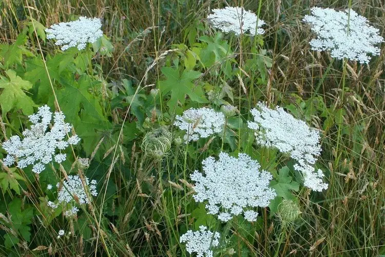 wild carrot in a field