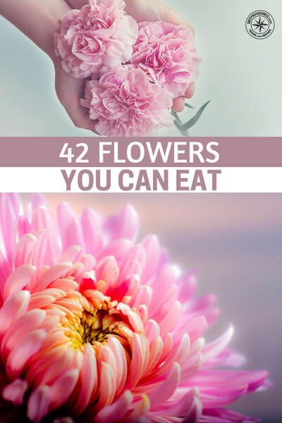 42 Flowers You Can Eat