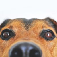 8 Powerful Ingredients That You Must Add in the Dogs Homemade Foods - Like human beings, dogs need a balanced diet. Just because your canine won't resist any tasty food that he comes across doesn&rsquo;t mean that you should forego giving a broad variety of healthy foods. A dog&rsquo;s balanced diet is made of vital nutrients such as carbohydrates, proteins, vitamins, fats, and minerals. They play an essential role in keeping the dog string and healthy.