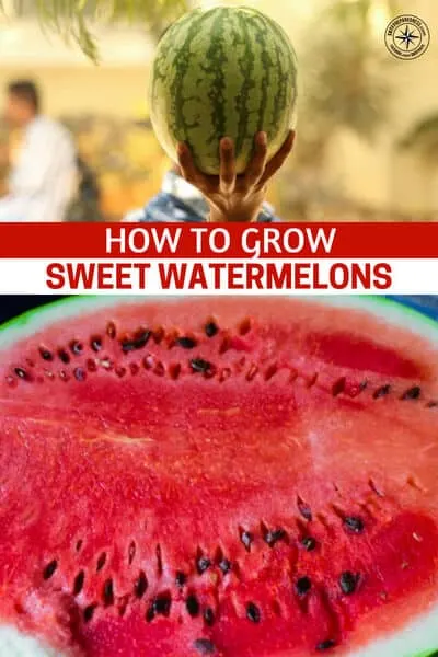 How to Grow Sweet Watermelons - This is an article about growing sweet watermelons. You have to take some important steps in your garden if you are going to grow those delicious ruby red, sweet watermelons. Take some time to read this one and add these to your survival garden.