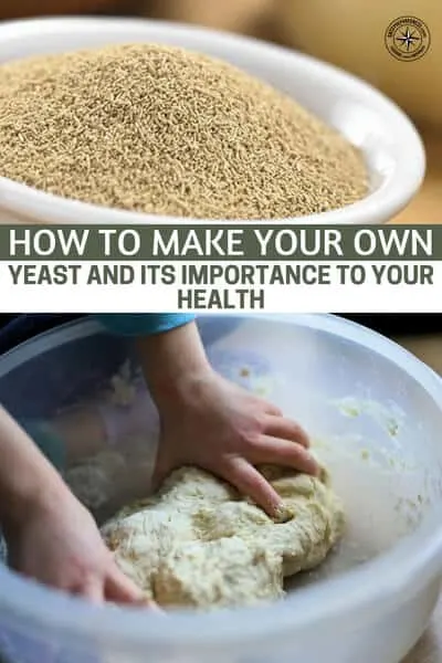 How To Make Your Own Yeast and Its Importance To Your Health - This article will teach you how to make your own yeast. Not only is that a great tool for bread but yeast is also essential in making alcohol.