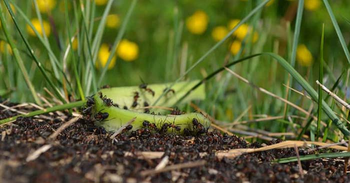 Solving Common Garden Problems - Solving common garden problems is possible if you are prepared and somewhat knowledgeable.