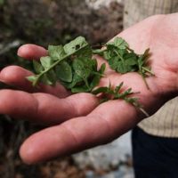 DIY Buckskin Foraging Bag - Do you know how to work with deerskin to create things like shoes or clothing. Deer skin has been used as clothing for a very long time. This means it will be effective in an emergency as well!