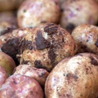 How To Make A Mini Root Cellar In Your Backyard In Less Than Two Hours - This means we get the benefits of their hard work and innovation. This article is a great example of this. Its a look at how you can create your own mini root cellar in your backyard in less than two hours. Could there be anything better than this? I am not sure there is. You should take the time and give this a try.