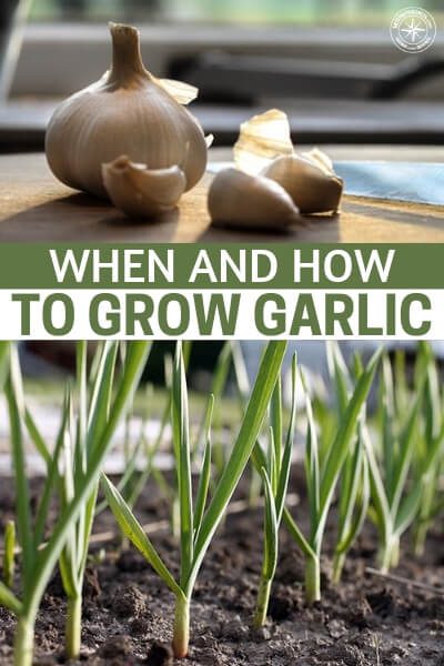 When and How to Grow Garlic - This article is all about when and how to grow garlic in your own garden. Supermarket garden comes down to sourcing. Where is that supermarket garlic coming from. Some of it comes from China.