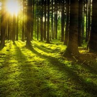 The 7 Things You Need to Do to Survive Alone in the Woods - Looking to be the next Bear Grills? Do you want to practice your ultimate survival skills? Well, as a beginner, you can&rsquo;t just drop by yourself in the middle of an island, in a rainforest. You may be able to survive &ndash; but unless you&rsquo;re the real Bear Grills, the chances are that you might die if no one comes to save you in the next few days or weeks.