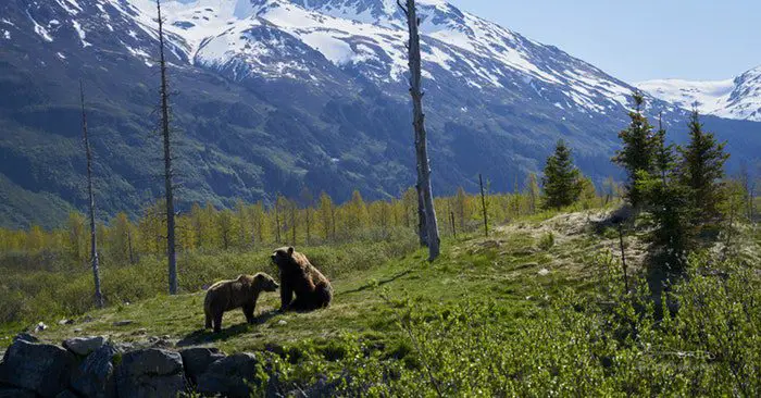 The Right Gear to Bear-Proof Your Camp - To understand this, you need to be able to set up camp properly. Bear proofing your camp is not as hard as it sounds. In fact, many just opt for hanging food and keeping it away from their sleeping areas. 