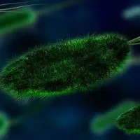 When Does a Flu Become a Pandemic? - Flu strains are predicted before the annual season not just for vaccination purposes, but for tracking purposes as well. It is a dice roll, since there is no way to be sure what strain of seasonal flu is around the corner, but it is at least a loaded dice roll: like predicting the weather. The accuracy rate is between 40-60% according to the CDC, and then it has varying effectiveness based on the type of flu strain.