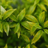 Whether you're trying to save money, prepare for a long-term disaster, or simply want to be as self-sufficient as possible, one of the best things you can do is plant lots of trees.