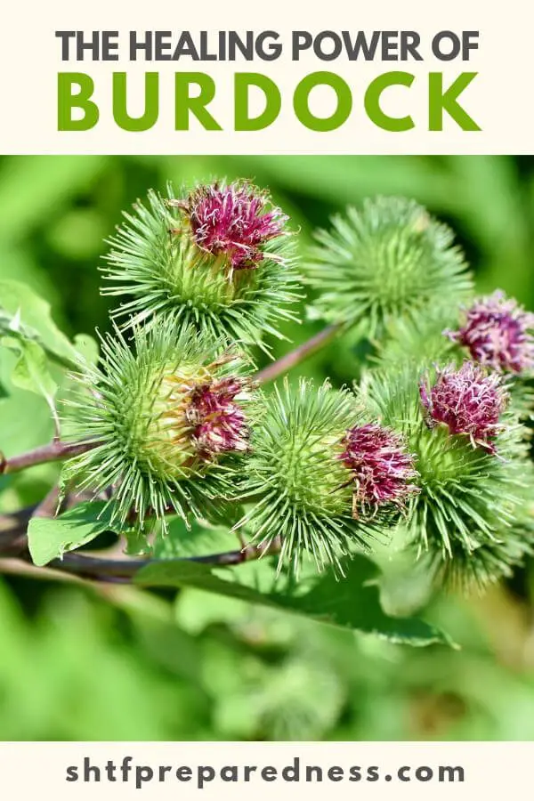 The world of wild medicine is a big one and you are going to learn about all sorts of plants and trees that can heal you.