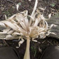 First and foremost what is a feather stick? For those who know this might seem like a silly questions but lets assume many of our readers don't know.