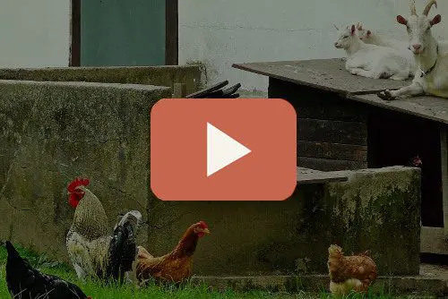 Grow a Supermarket in Your Back Yard