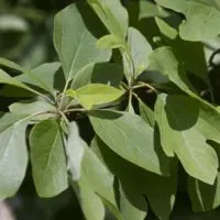 There are many different types of healing trees, roots and herbs that are naturally occurring.