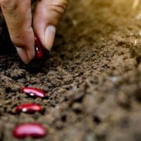 Its an interesting thing to consider. Why not answer: All the seeds!