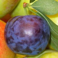 If you are looking to transform your land into a food sanctuary, you are going to need to make some changes in your current situation.