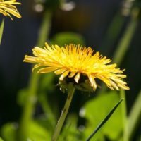 Foraging for wild edibles is undoubtedly an effort that is seasonal. If you know what you are after you are going to have so much more success.