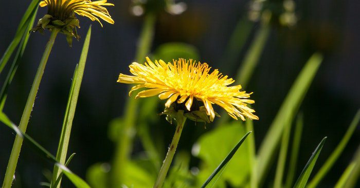 Foraging for wild edibles is undoubtedly an effort that is seasonal. If you know what you are after you are going to have so much more success.