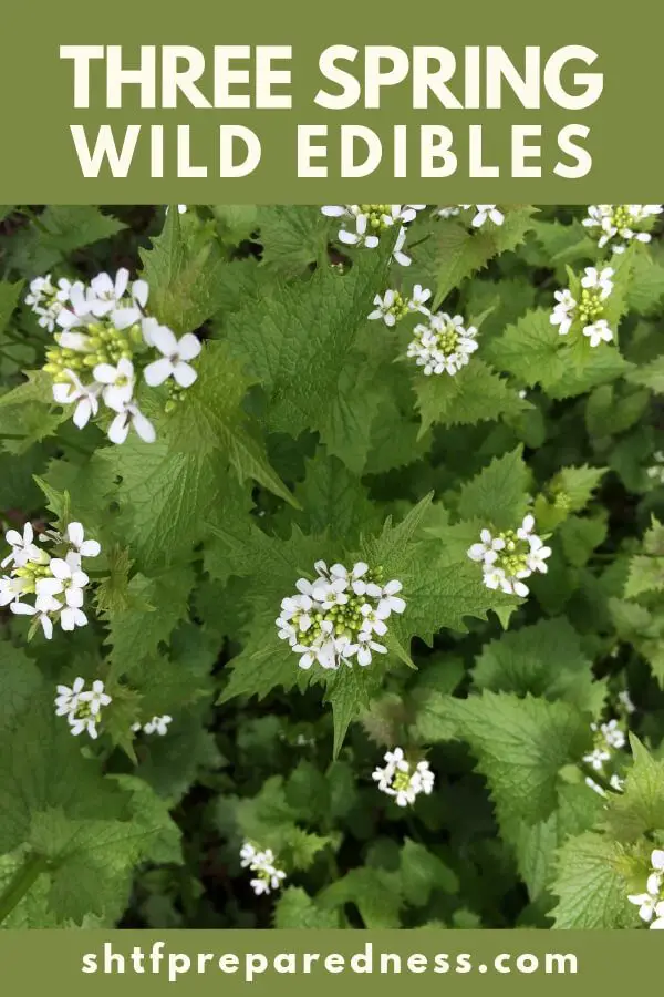 Foraging for wild edibles is undoubtedly an effort that is seasonal. If you know what you are after you are going to have so much more success.