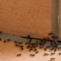 Ants in the house