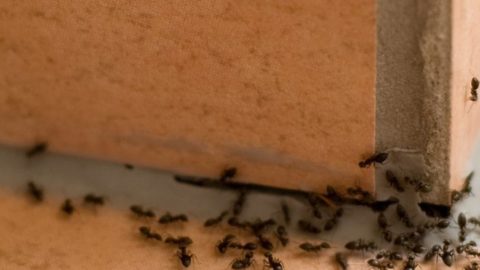 How to Get Rid of Ants Once and for All