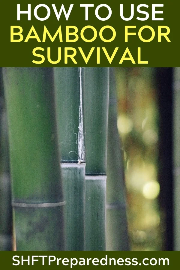 Bamboo is cheap, awesome and invasive. And... it could save your life in an emergency situation. I would consider planting some before it's too late! And while you're waiting for it to grow, let's look at ways to use bamboo for survival.