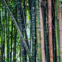 Bamboo is cheap, awesome and invasive. And... it could save your life in an emergency situation. I would consider planting some before it's too late! And while you're waiting for it to grow, let's look at ways to use bamboo for survival.