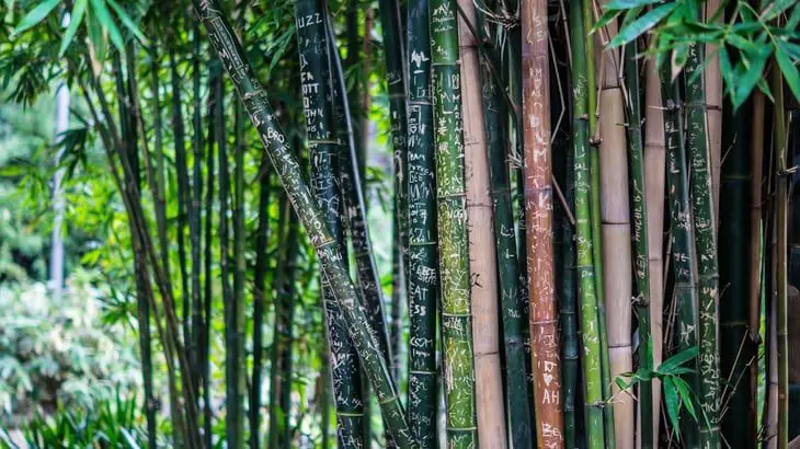 Bamboo forest