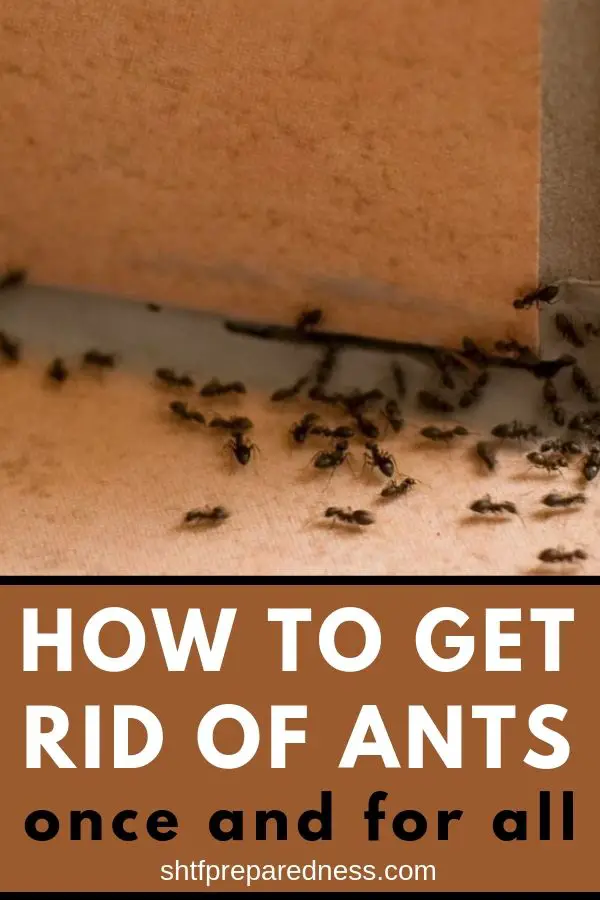 How to get rid of ants #ants #antinvasion #kitchenants #antinfestation #homesteading #gardening #shtfdad