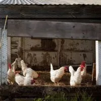 Chicken flock for living off the grid