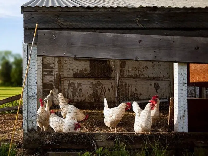 Chicken flock for living off the grid